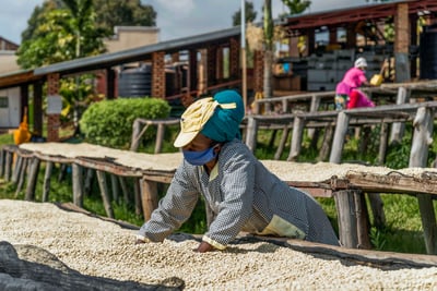 典藏家咖啡系列｜A1頂規 盧安達 北部省 Mbilima CWS 姆比利瑪水洗站/ 咖啡之家合作社 CoE得獎常勝軍 超高海拔2200m 紅波旁 1904客製化 水洗特色咖啡—夜來香3